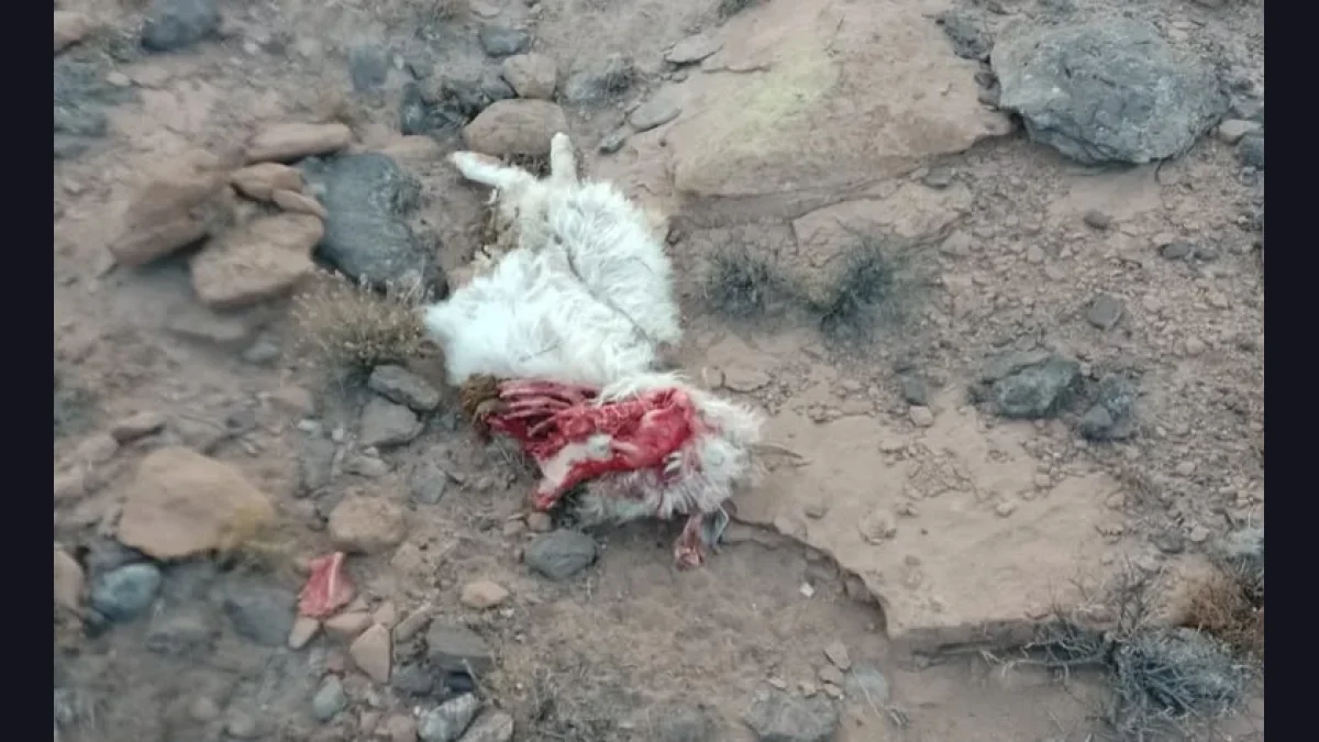 Halló a sus animales muertos y enfrenta pérdidas millonarias