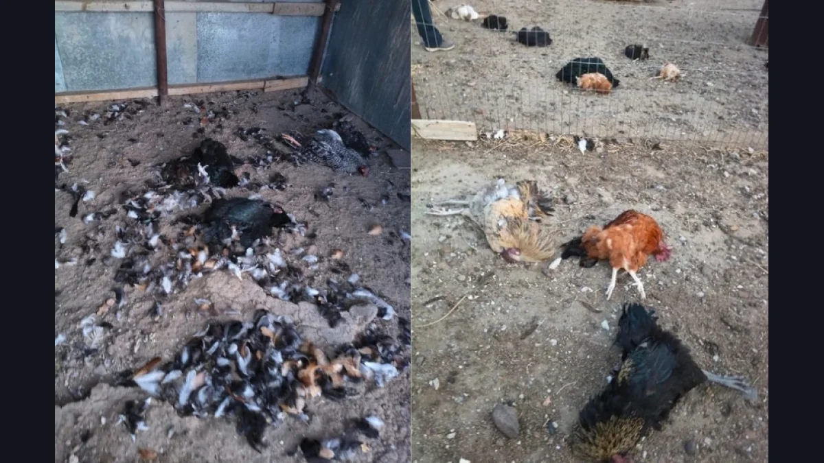 Ataque de perros en Km 17: Productores de Comodoro Rivadavia exigen soluciones urgentes ante pérdidas irreparables