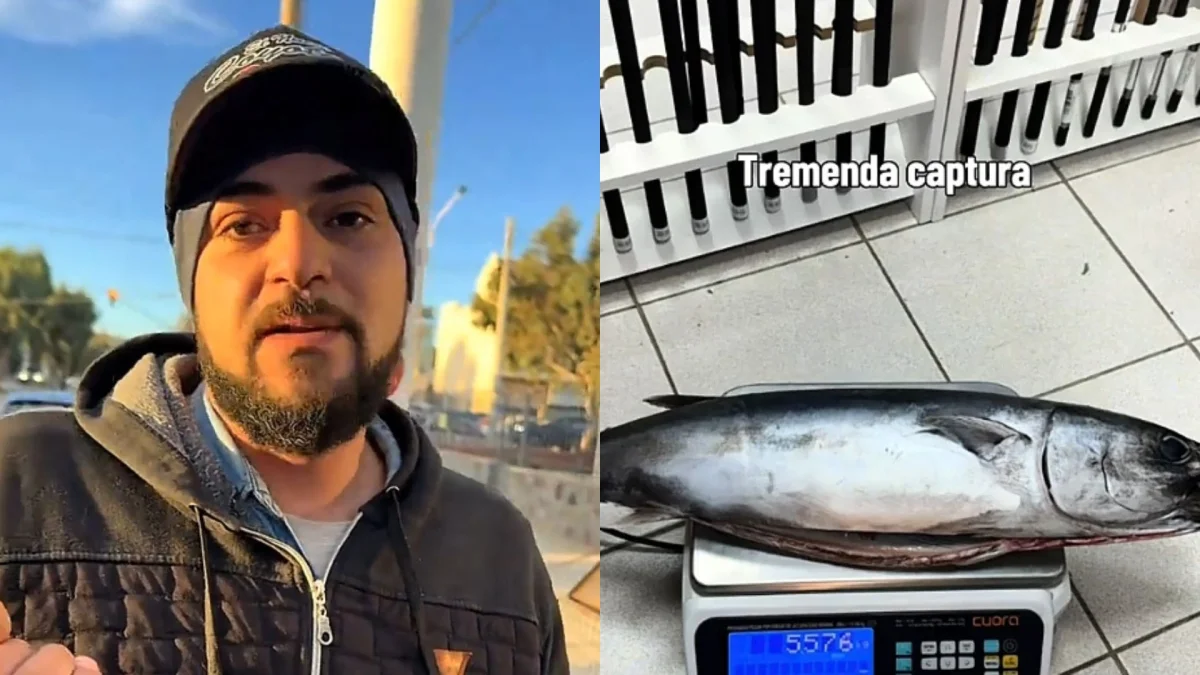 Rada Tilly: Gracias a los lobos marinos pudo encontrar varado un pez "bonito" de más de 5 Kg